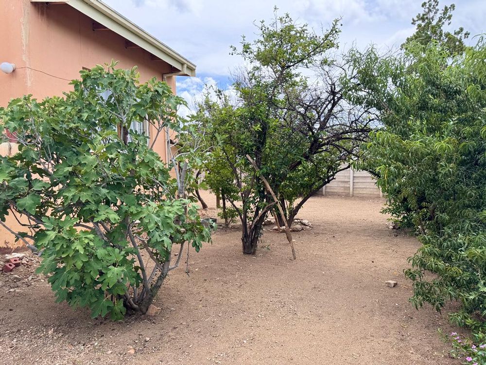 Fruit trees. Peaches, Lemons and fig.