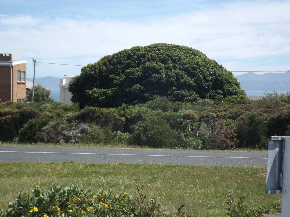 Same as previous photo; now zoomed in a bit.