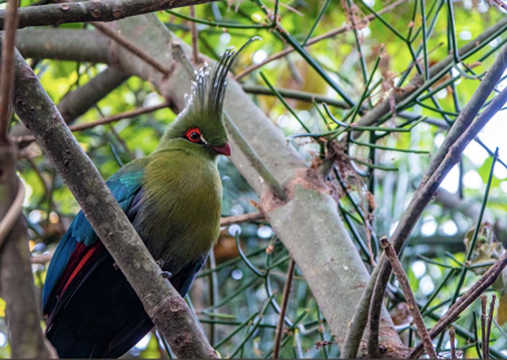 Nature Walks - Schalows Turacco