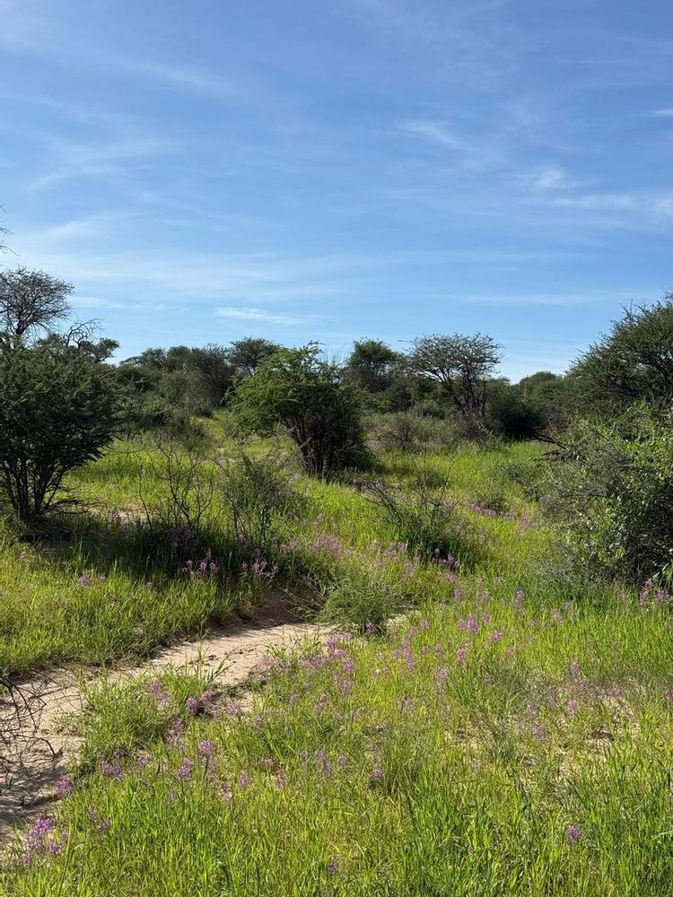 View of the field on the Farm