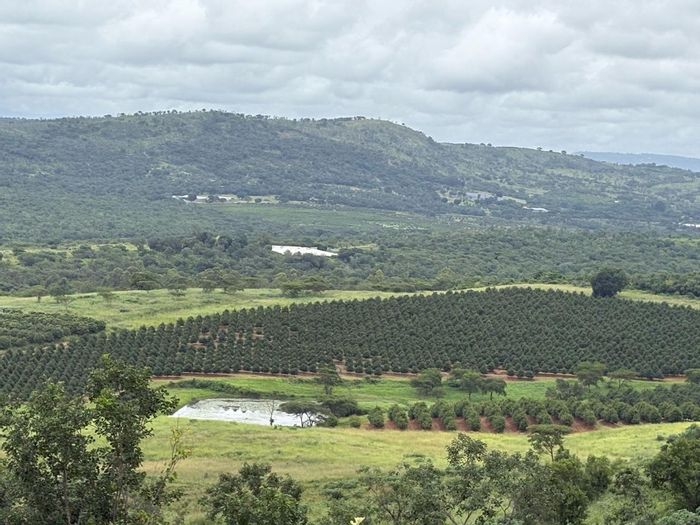 Tzaneen Rural Farm For Sale: 165 Ha with orchards, livestock facilities, and water rights.