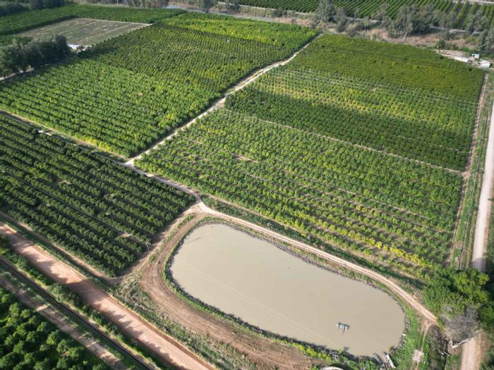 Kirkwood Central Farm For Sale: Productive citrus, water rights, homestead, and amenities.