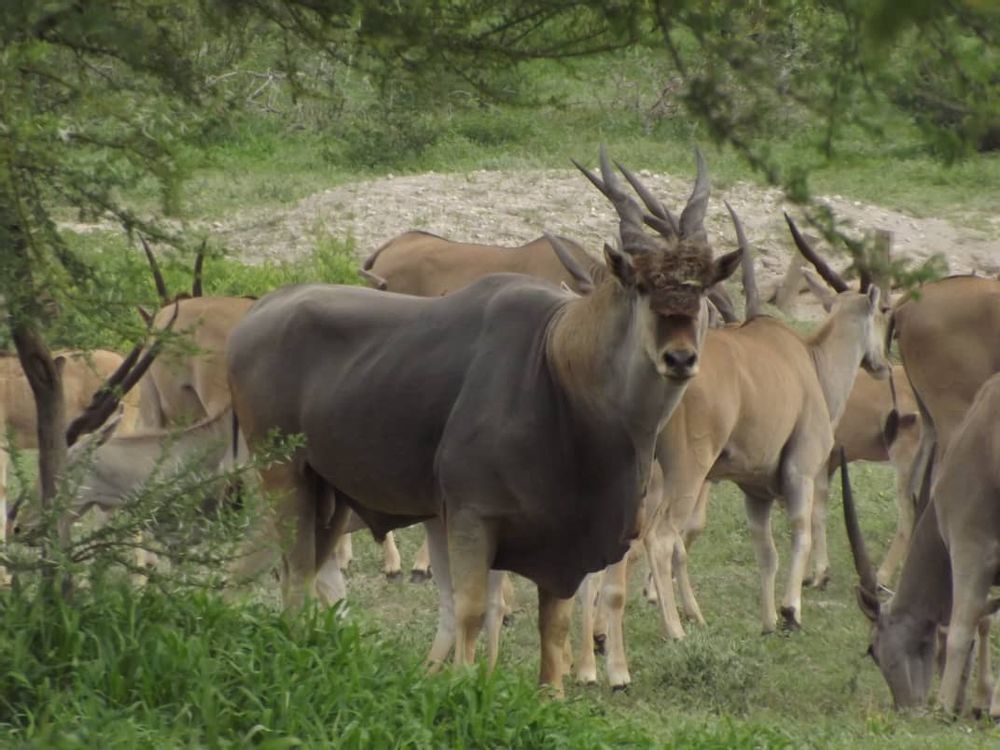 Eland