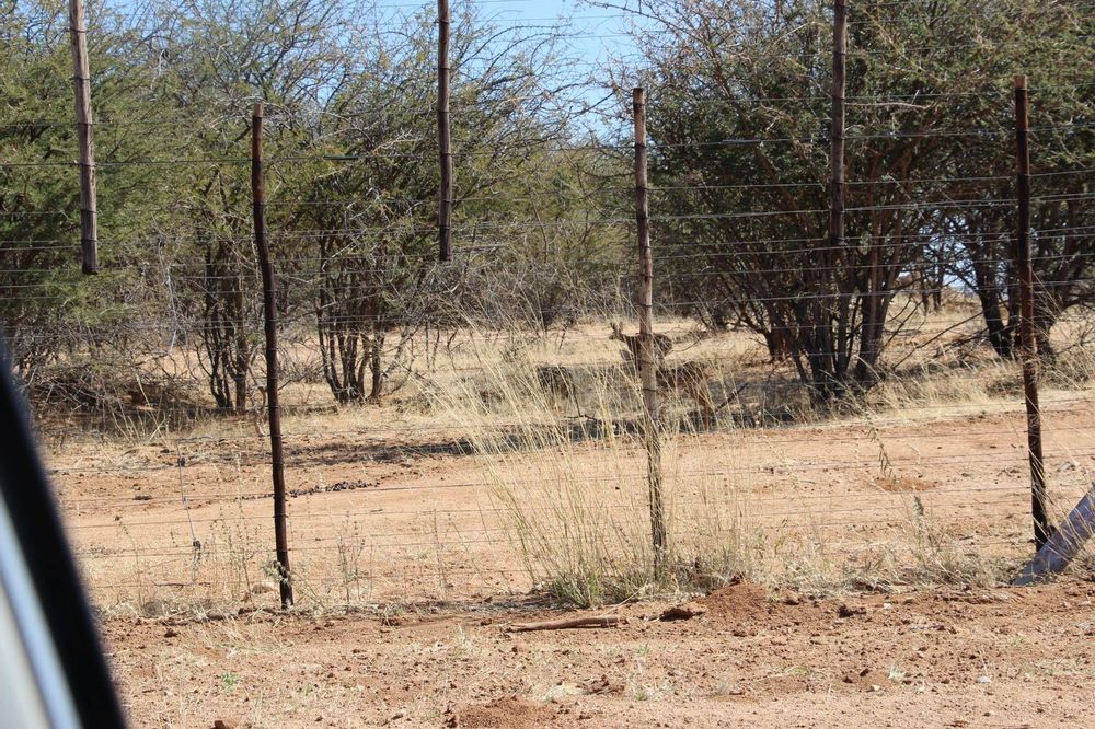 Fencing and wildlife