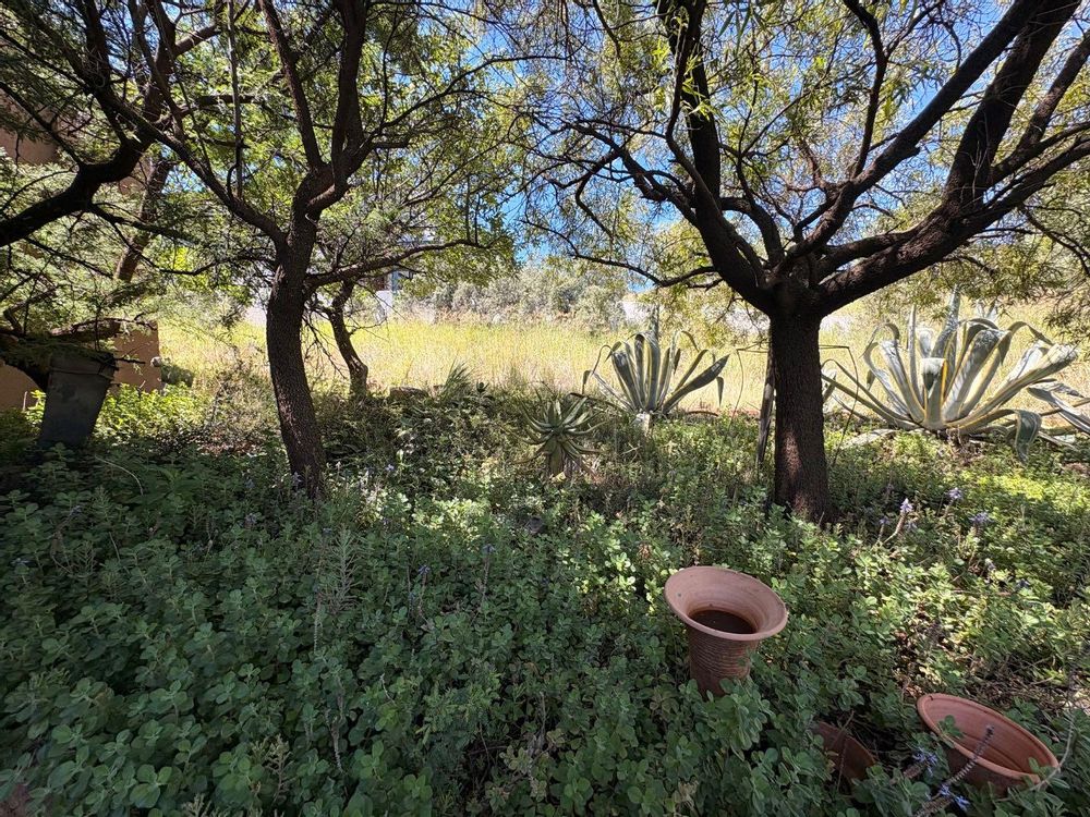Front natural garden.