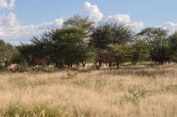 Expansive 204HA Small Holding for Sale in Omaruru Central with Abundant Amenities!