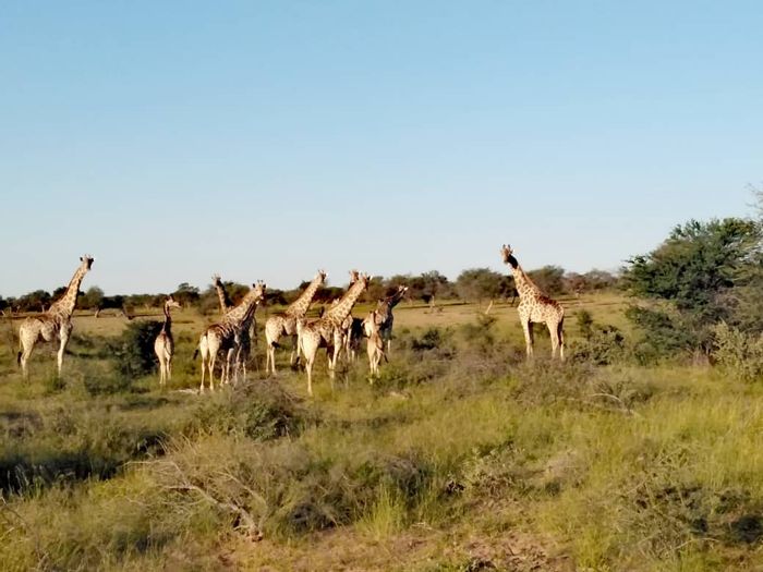 Farm for Sale in Gobabis Central: 9 bedrooms, lodge, solar power, game fencing.