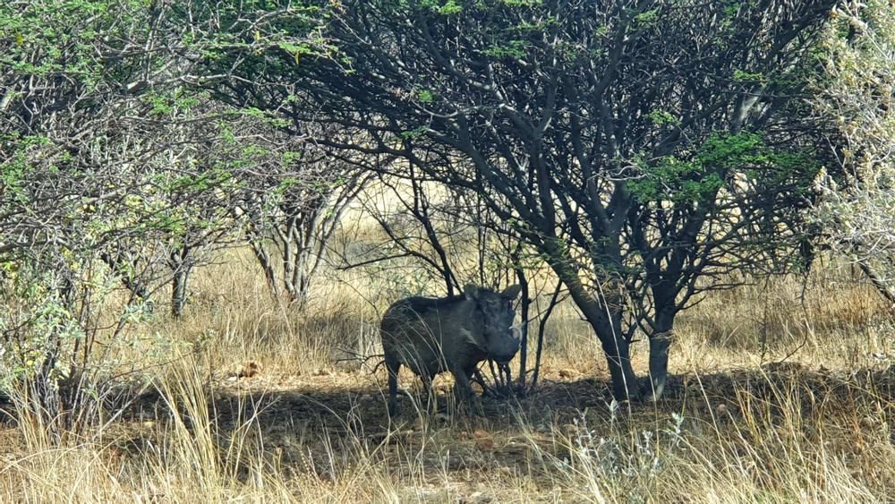 Warthog