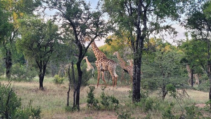 Leeupoort Central: For Sale, 400m² Vacant Land with amenities and nature access.