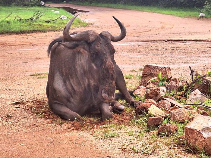 Leeupoort Central: Vacant Land Residential for Sale, 400m² with amenities and nature access.