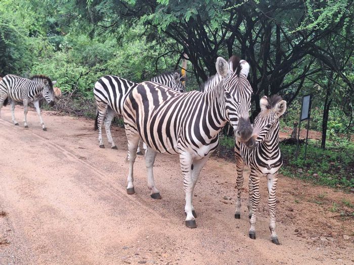Leeupoort Central Corner Stand: Prime Vacant Land in Bushveld Haven, For Sale