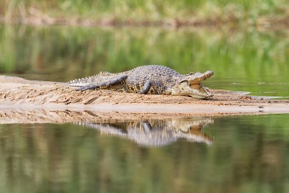 Crocodile in Lake
