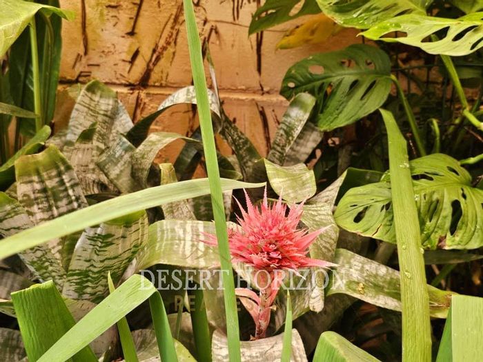 Hage Heights House For Sale: Expansive garden, indoor entertainment area, versatile small building.