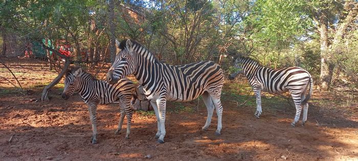 Leeupoort Central Vacant Land For Sale: Elevated Stand with Sweeping Bushveld Views