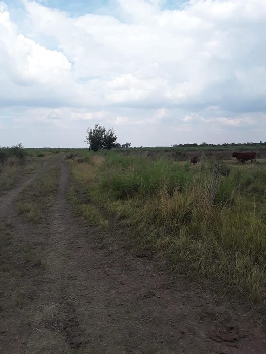 Koppies Central Small Holding For Sale: Build your dream farm with water rights.