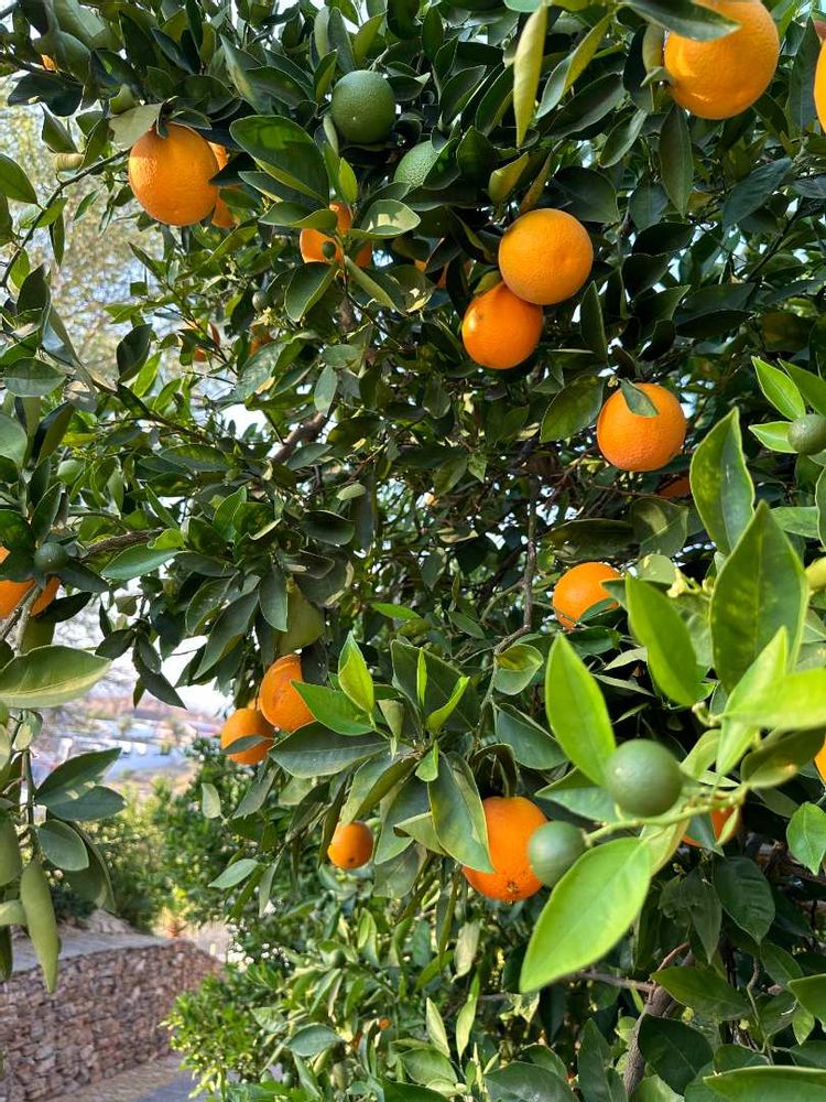 Few varietals of oranges