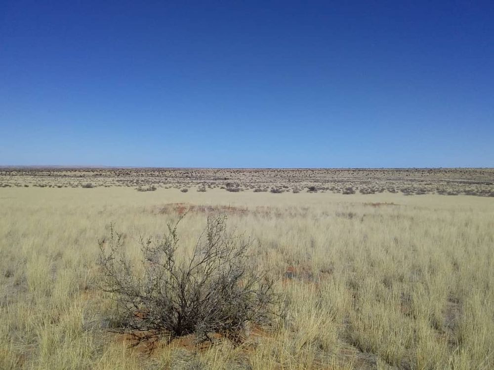 Grassland stretching as far as the eye can see with bright blue sky