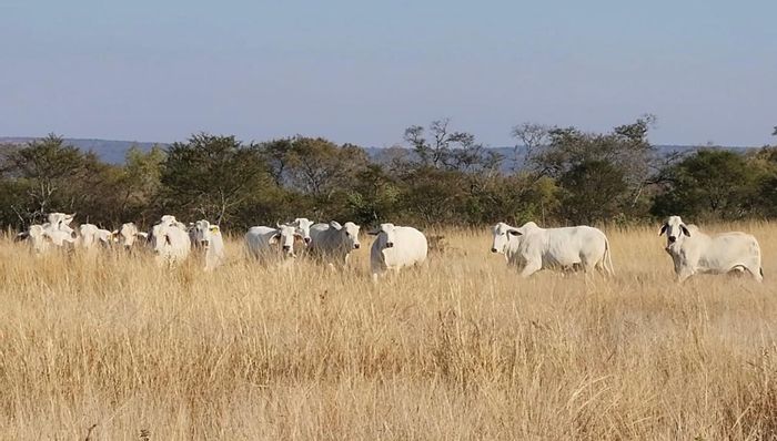 Farm for Sale in Modjadjiskloof Central: Cattle operation, reliable water, outdoor adventure.