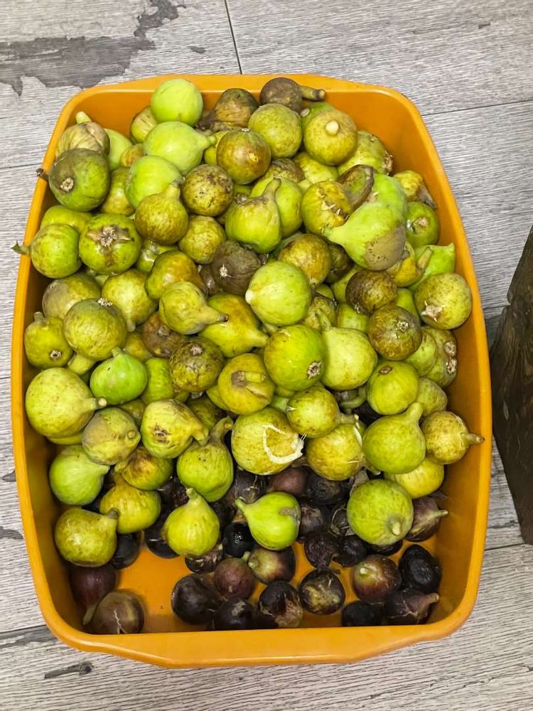 Green figs