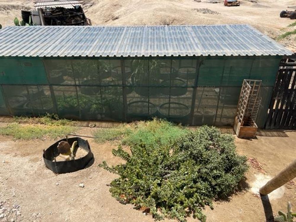 Veggie garden - fenced in