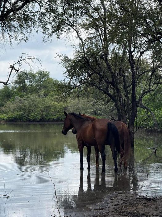 For Sale: House in Hoedspruit Rural with exclusive use of two homes, equestrian facilities.