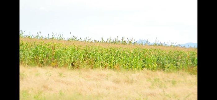 For Sale: Vacant Land Commercial in Otavi Central with farming and water resources.