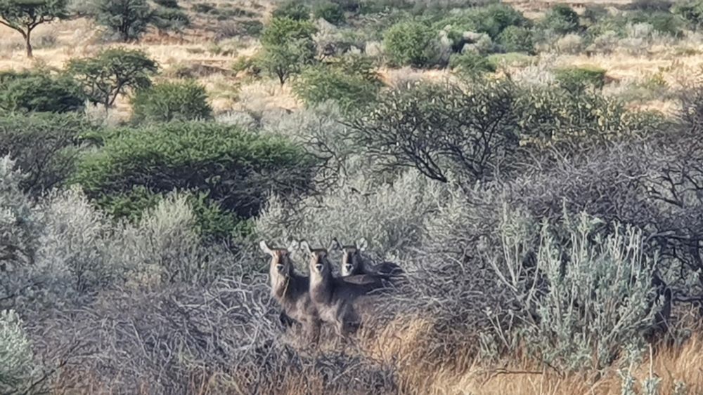 Waterbuck