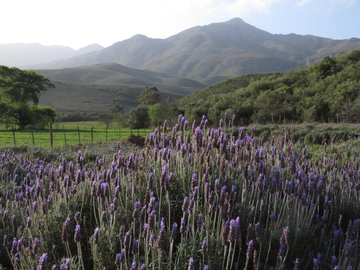 300 Hectares in Oudtshoorn Rural: Income-Generating Commercial Farm & Lodge For Sale