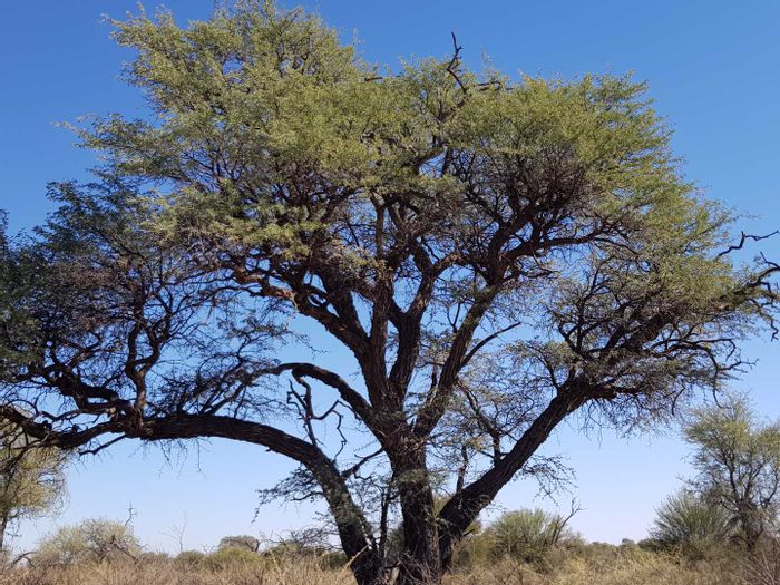 Property #2480589, Small Holding For Sale in Okahandja Central