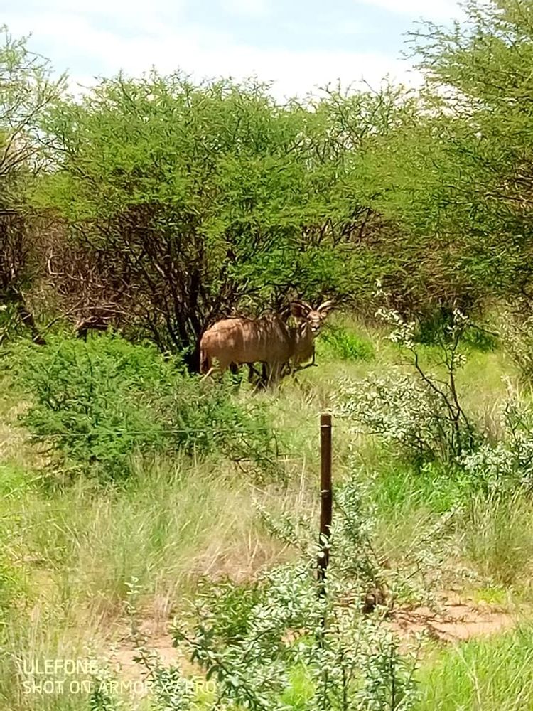 General view of antelope found at the plots