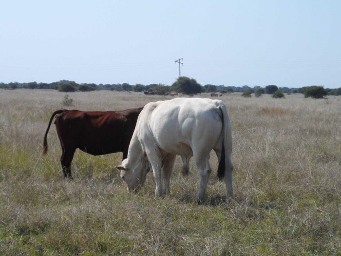 For Sale: 750ha farm in Mookgopong Central with cattle facilities and abundant water.