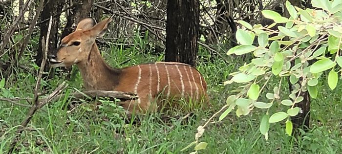 Prime Vacant Land in Leeupoort Central – Wildlife, Amenities, and Adventure Nearby!