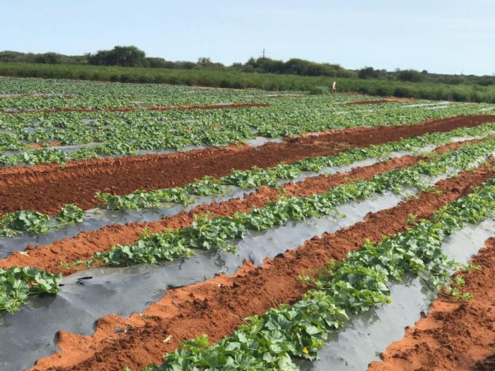 Property #1398657, Farm pending sale in Musina