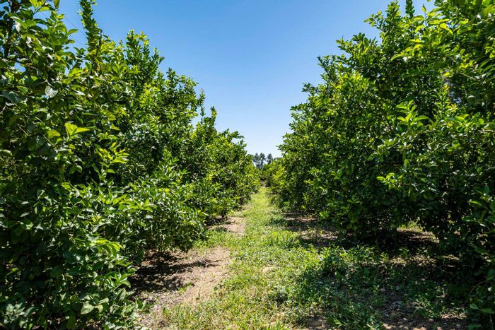 For Sale: Productive Citrus Farm in Sunland with water rights and family home.