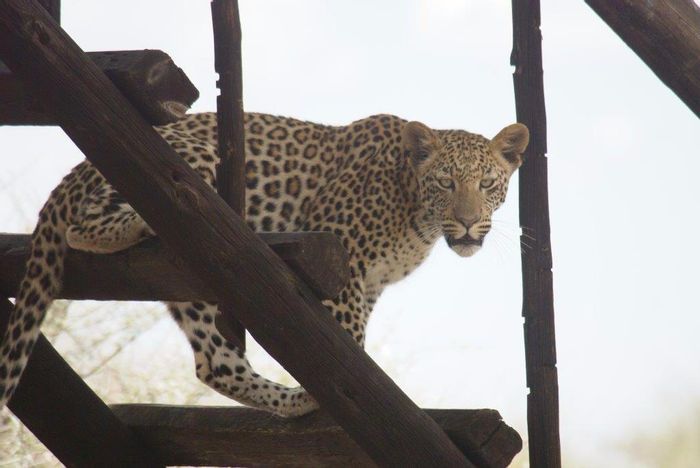 Property #811040, Game Farm Lodge for sale in Omaruru