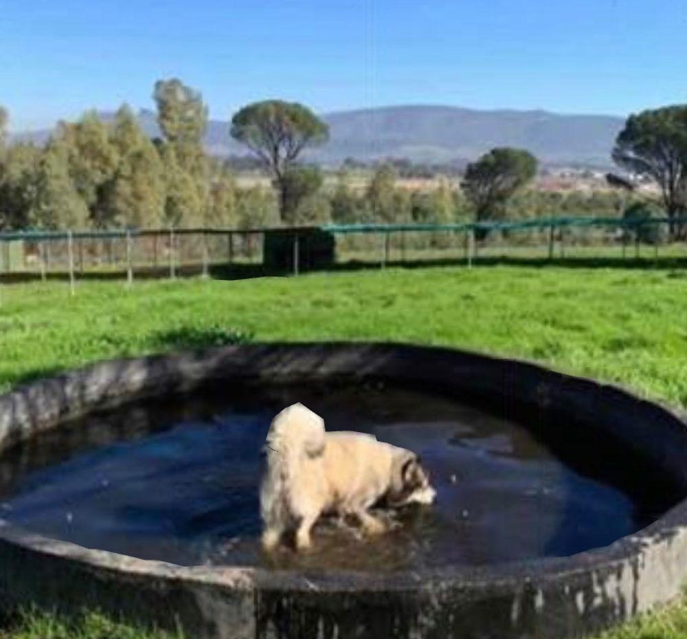 dogs on holiday have their own big runs with pools for the hot summers