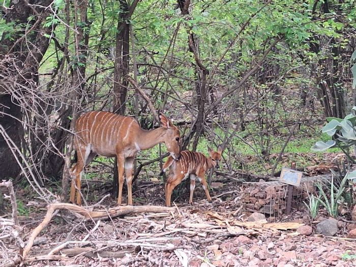 Prime Leeupoort Central 400m2 Land for Sale - Build Your Dream Retreat!