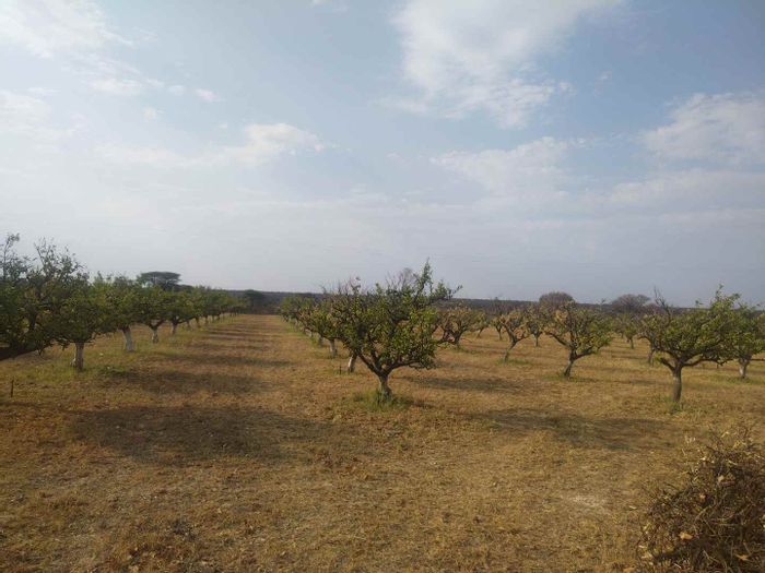 Citrus Farm For Sale in Bultfontein: Orchards, main house, cottage, event hall, pool.