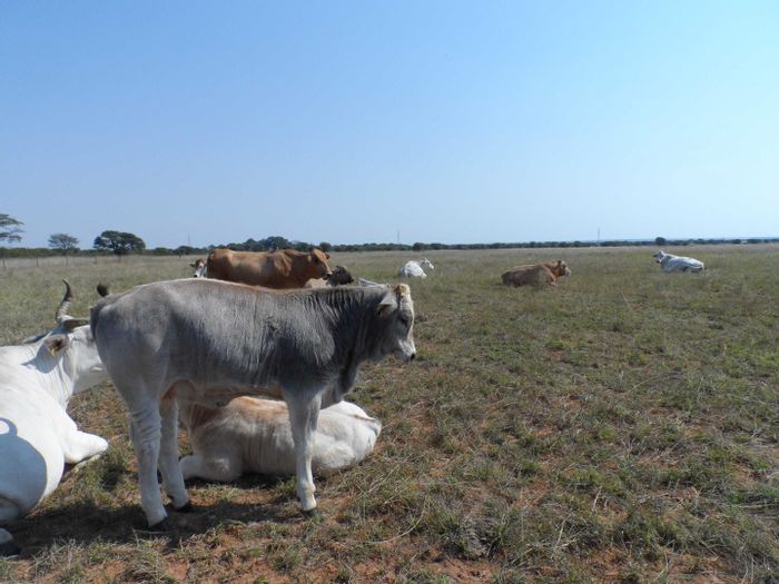 For Sale: 750-Hectare Farm in Marble Hall Central with cattle facilities and water resources.