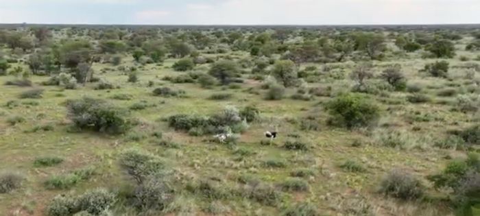 Hochfeld Central Farm For Sale: 5,600 hectares, abundant water, game fencing.