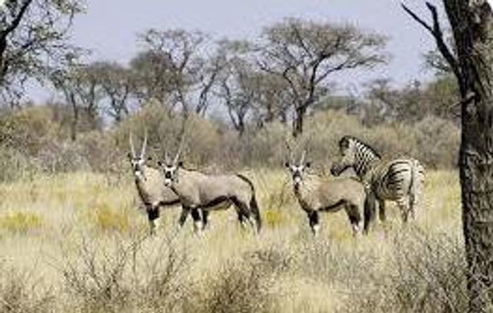 Lodge for Sale in Mariental Central: Luxury accommodations, hunting, solar power, and boreholes.