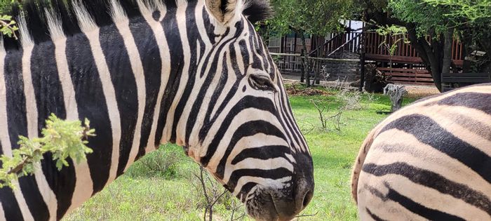 Prime Leeupoort Central Vacant Land Residential for Sale - Ideal for wildlife enthusiasts!