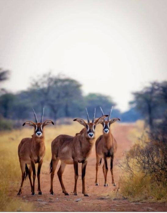 For Sale: Farm in Witvlei Central with 4 Tented Camps, Hot Tub & Game Drives