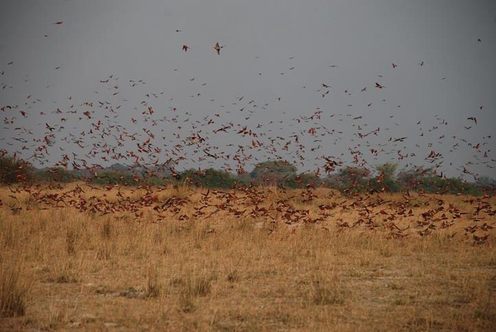 Carmine Bee-eater Nesting Site