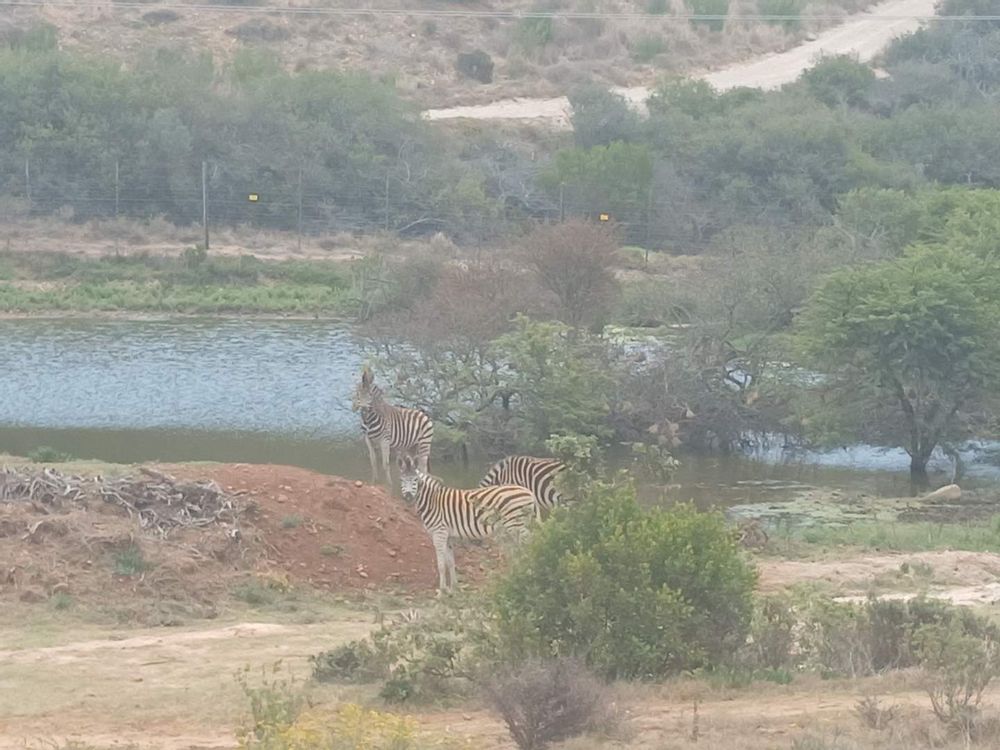 Close-up of the watering hole by the property
