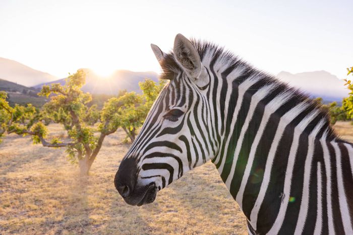 Klein Parys House For Sale: Lodge with lake, vineyard, and extensive amenities.