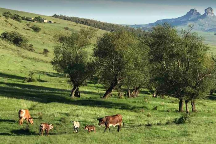 For Sale: Farm in Harrismith Central with cottages, restaurant, bar, and chapel.