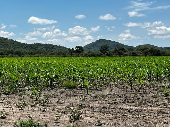 Farm for Sale in Otavi Central: Last plot, borehole, power access, foreign ownership.