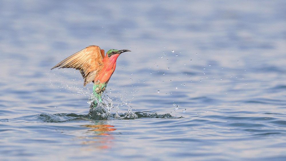 Southern Carmine Bee-eater