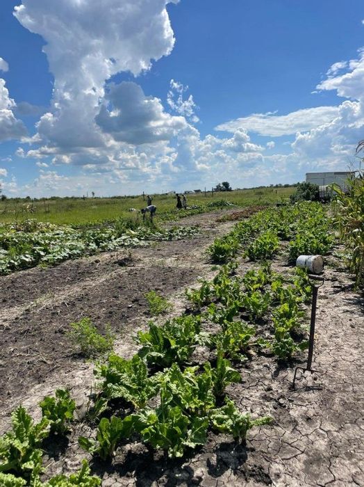 For Sale: 9.6 Hectare Farm in Koppies Central with Borehole and Worker Accommodation.